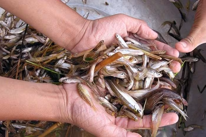 Cá rầm miền Trung: Từ món ăn "cứu đói" đến đặc sản đắt giá khó tìm