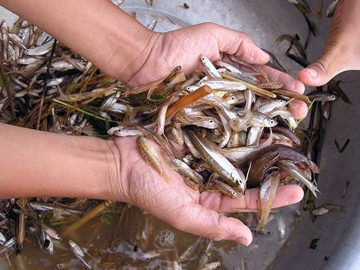 Cách đánh bắt cá rầm dân dã bằng rổ rá tại miền Trung