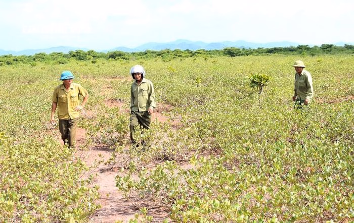 Tinh thần kỷ luật của người lính được vận dụng tối đa trong công tác tuần tra, bảo vệ rừng ngập mặn Đồng Rui.