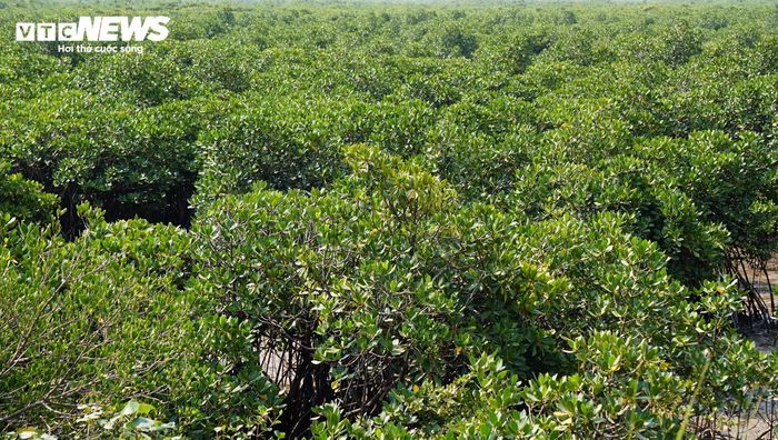 Cảnh quan thiên nhiên ven biển Quảng Ninh