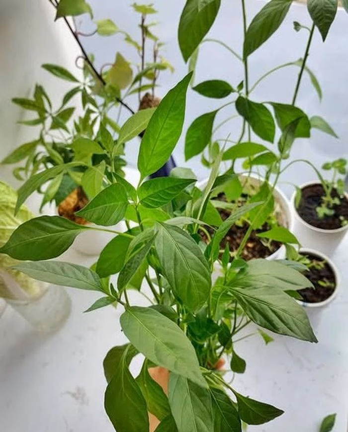 Cây ớt không chỉ cho quả mà lá non còn là nguồn dinh dưỡng quý giá cho sức khỏe.