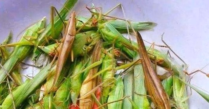 Muồm muỗm thường được chia làm hai loại chính là muồm muỗm xanh và muồm muỗm nâu.